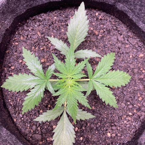 Empusa - Red Sugar Auto growlog timeline photo