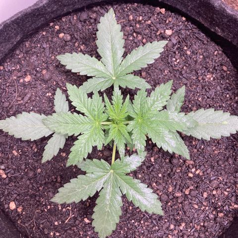 Jahi - OG Kush Auto growlog timeline photo