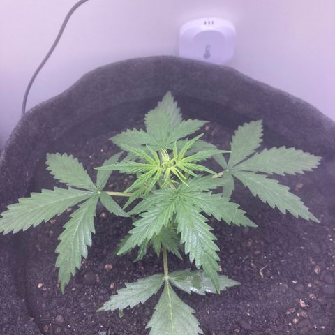 Empusa - Red Sugar Auto growlog timeline photo