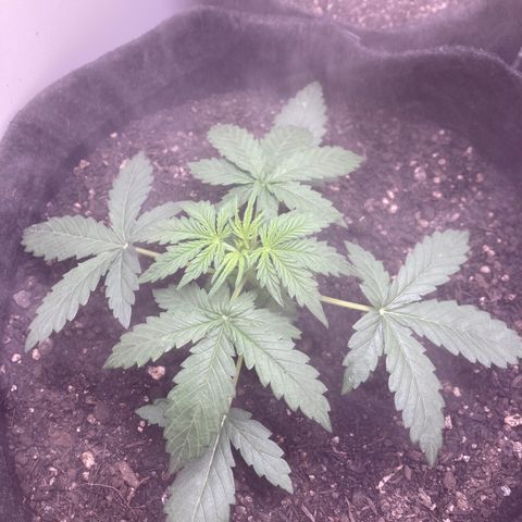 Jahi - OG Kush Auto growlog timeline photo