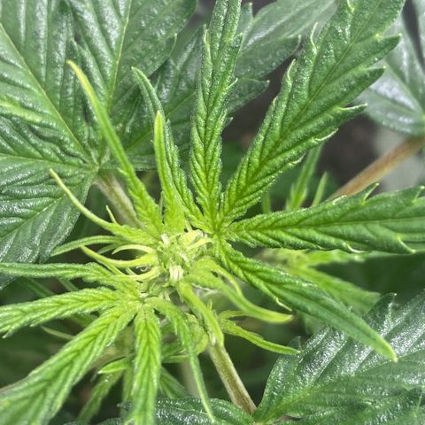Empusa - Red Sugar Auto growlog photo: Aumentei a intensidade do LED para 100%, inicialmente levantou as pontas mas depois voltou a crescer. 