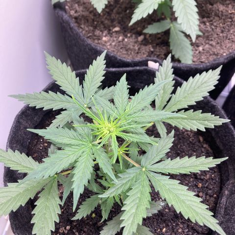 Empusa - Red Sugar Auto growlog photo: Aumentei a intensidade do LED para 100%, inicialmente levantou as pontas mas depois voltou a crescer. 