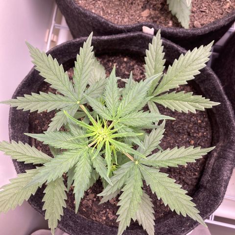Empusa - Red Sugar Auto growlog photo: Aumentei a intensidade do LED para 100%, inicialmente levantou as pontas mas depois voltou a crescer. 