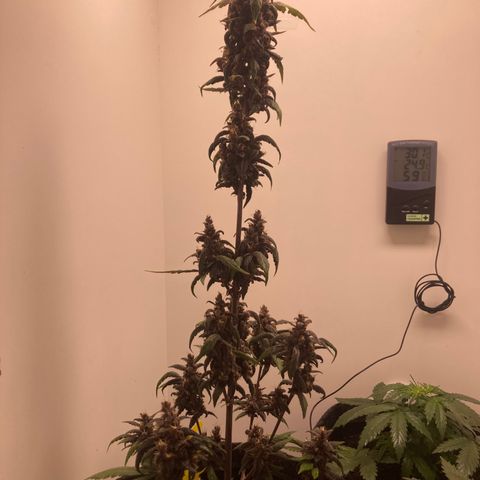 Mc Carol de Niterói - Red Kush Auto growlog timeline photo
