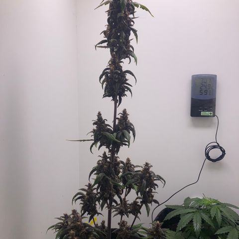 Mc Carol de Niterói - Red Kush Auto growlog timeline photo