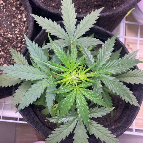 Empusa - Red Sugar Auto growlog timeline photo