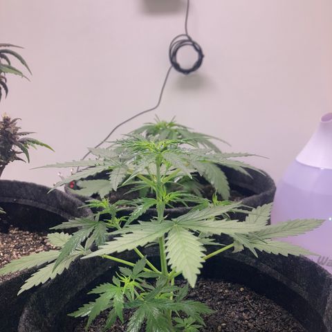 Empusa - Red Sugar Auto growlog timeline photo