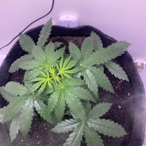 Jahi - OG Kush Auto growlog timeline photo