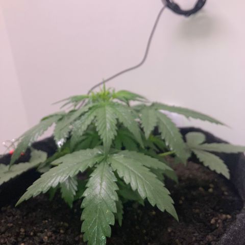 Jahi - OG Kush Auto growlog timeline photo
