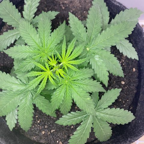 Jahi - OG Kush Auto growlog timeline photo