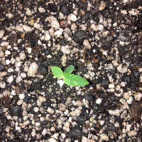 Nortinha - Northern Light FastBuds growlog timeline photo