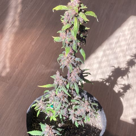 Mc Carol de Niterói - Red Kush Auto growlog timeline photo