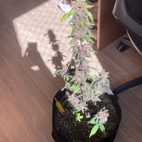 Mc Carol de Niterói - Red Kush Auto growlog timeline photo