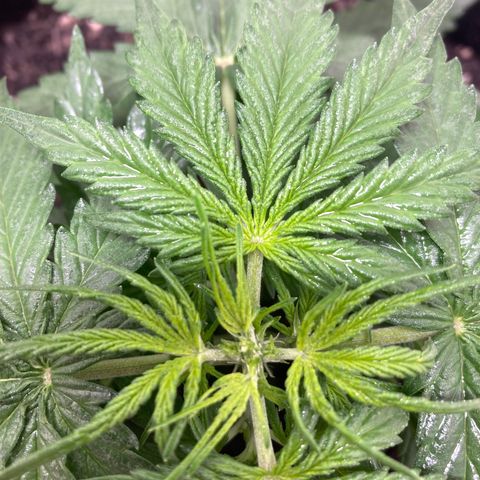 Empusa - Red Sugar Auto growlog photo: Aparentemente a poda top deu certo 