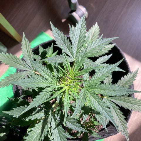 Empusa - Red Sugar Auto growlog photo: Aparentemente a poda top deu certo 