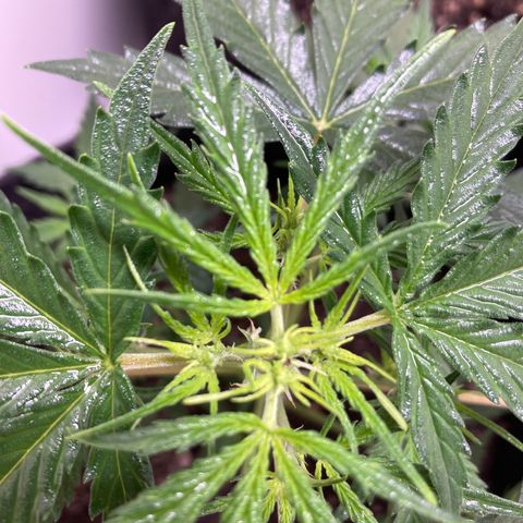 Empusa - Red Sugar Auto growlog photo: Aparentemente a poda top deu certo 