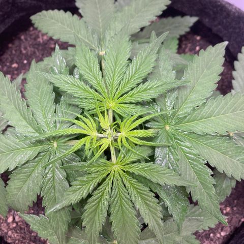 Jahi - OG Kush Auto growlog photo: Poda top realizada, pode ser que se transforme em uma Fim