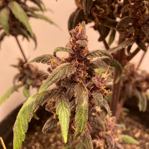 Mc Carol de Niterói - Red Kush Auto growlog timeline photo