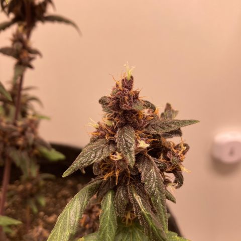 Mc Carol de Niterói - Red Kush Auto growlog timeline photo