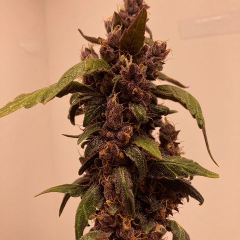 Mc Carol de Niterói - Red Kush Auto growlog timeline photo