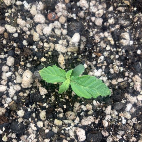 Nortinha - Northern Light FastBuds growlog timeline photo