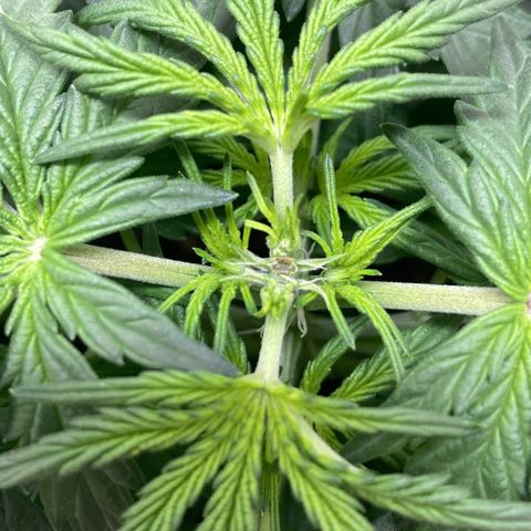 Jahi - OG Kush Auto growlog timeline photo