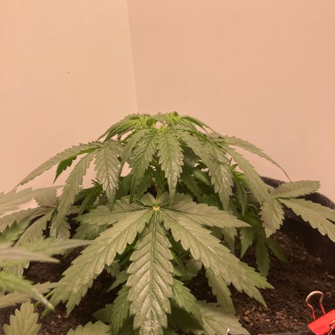 Jahi - OG Kush Auto growlog timeline photo
