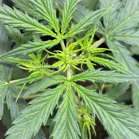 Empusa - Red Sugar Auto growlog photo: Poda Top funcionou
