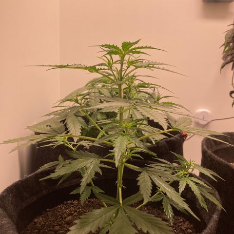 Empusa - Red Sugar Auto growlog photo: Poda Top funcionou