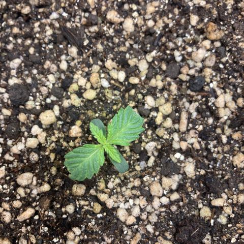 Fênix - Red Skunk Auto growlog timeline photo