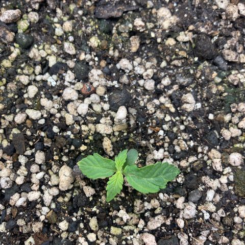 Nortinha - Northern Light FastBuds growlog timeline photo