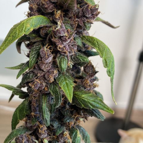 Mc Carol de Niterói - Red Kush Auto growlog timeline photo