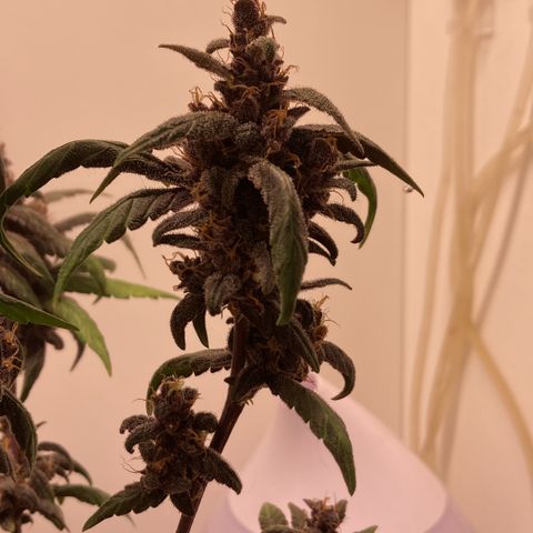 Mc Carol de Niterói - Red Kush Auto growlog timeline photo
