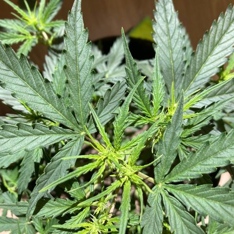 Empusa - Red Sugar Auto growlog timeline photo