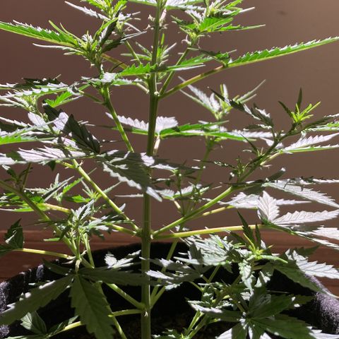Empusa - Red Sugar Auto growlog timeline photo