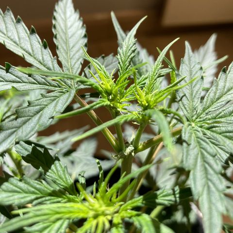 Empusa - Red Sugar Auto growlog timeline photo