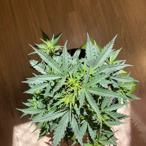 Empusa - Red Sugar Auto growlog timeline photo