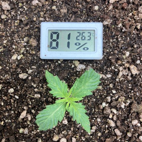 Fênix - Red Skunk Auto growlog timeline photo