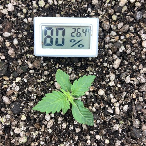 Nortinha - Northern Light FastBuds growlog timeline photo