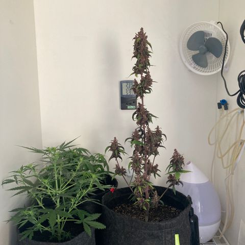 Mc Carol de Niterói - Red Kush Auto growlog timeline photo