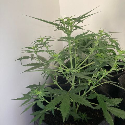 Empusa - Red Sugar Auto growlog timeline photo