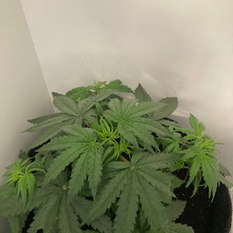Jahi - OG Kush Auto growlog timeline photo
