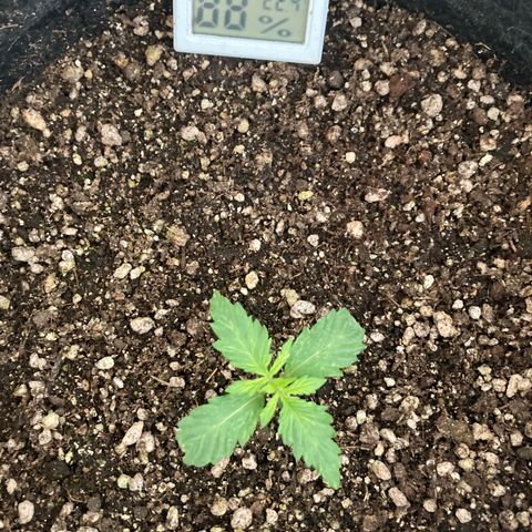 Fênix - Red Skunk Auto growlog timeline photo