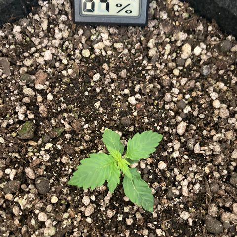 Nortinha - Northern Light FastBuds growlog timeline photo