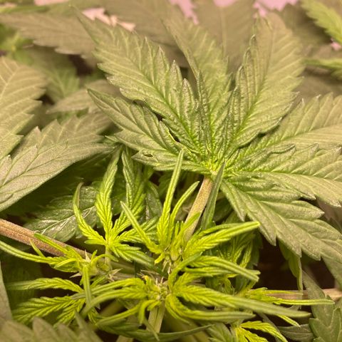 Jahi - OG Kush Auto growlog timeline photo