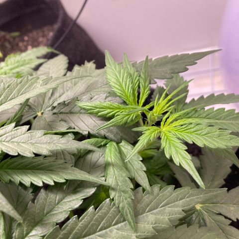 Jahi - OG Kush Auto growlog timeline photo
