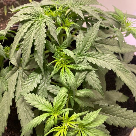 Jahi - OG Kush Auto growlog timeline photo