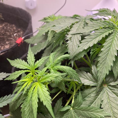 Jahi - OG Kush Auto growlog timeline photo