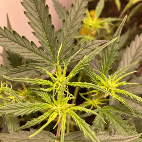 Empusa - Red Sugar Auto growlog timeline photo