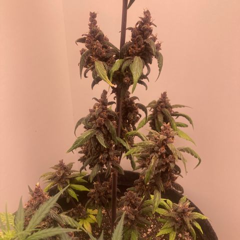 Mc Carol de Niterói - Red Kush Auto growlog timeline photo